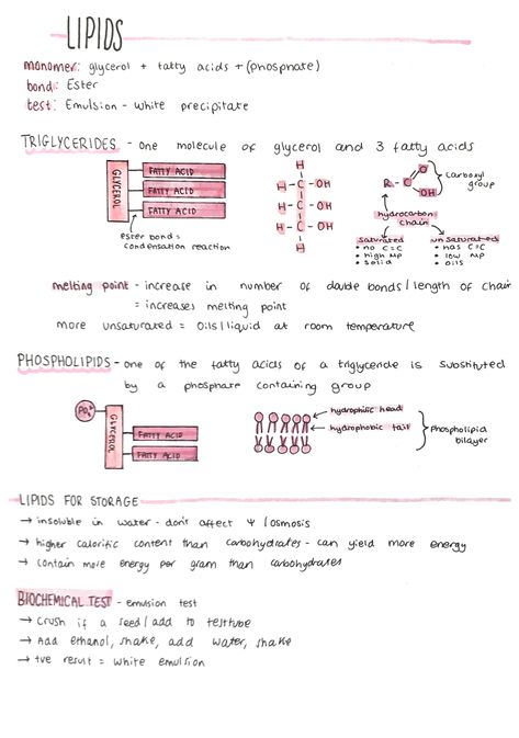 Biology Notes Macromolecules, A Level Biology Lipids, Ap Biology Unit 1, How To Study Biology College, Ap Bio Unit 1, Biodiversity And Conservation Notes, Macromolecules Biology Notes, Lipids Biochemistry Notes, Lipids Notes