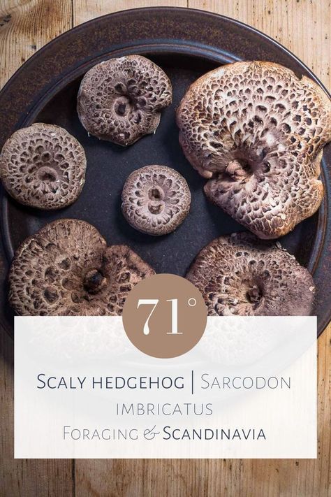 Hedgehog Recipe, Foraging Mushrooms, Hedgehog Mushroom, Fairy Rings, Mushroom Guide, Mushroom Identification, Fairy Ring, Edible Mushrooms, Mushroom Recipes