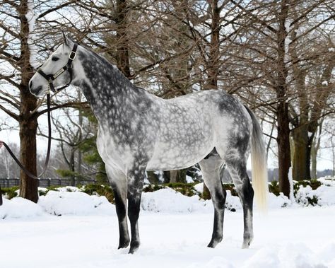 Dapple Grey Horses, Horses In Snow, Grey Horse, Horse World, Most Beautiful Animals, Horse Equestrian, Horse Crazy, All The Pretty Horses, Horse Photos