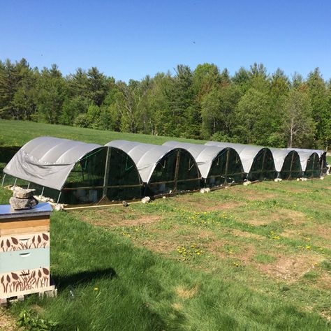 Mobile Chicken Run, Diy Chicken Run Plans, Pastured Poultry, Portable Chicken Coop, Chicken Pen, Chicken Tractors, Chicken Feeders, Chicken Tractor, Raise Chickens