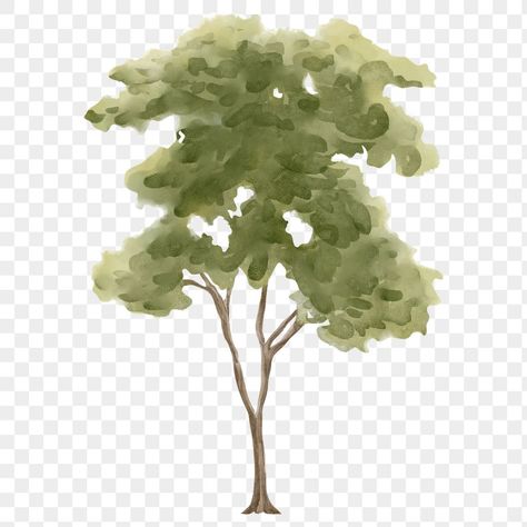 Watercolor Tree Png, Tree Transparent Background, Architecture Visualization Photoshop, Photoshop Tree, Grass Photoshop, Tree Render, Spring Collage, Tree Architecture, Trees Clipart