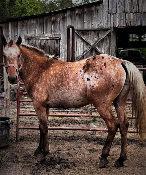 Roan Appaloosa, Wild Horse Pictures, Horse Photography Poses, Horse Markings, Horse Coat Colors, Pictures With Horses, Appaloosa Horse, Western Life, Most Beautiful Horses