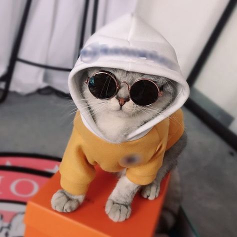 Gatos Cool, Cute Cat Memes, Cat Attack, Cute Cat Wallpaper, Cat Fashion, Kittens Funny, Cat Aesthetic, Dog Hoodie, Cute Kittens