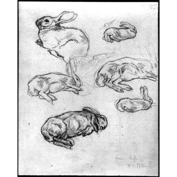 Rabbit Lying Down Drawing, Bunny Lying Down, Bunny Laying Down Drawing, Rabbit Lying Down, Rabbit Laying Down, Pencil Studies, Beatrix Potter Illustrations, Sleeping Drawing, Rabbit Drawing