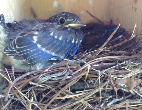 When Do Bluebirds Nest and Lay Eggs? Bluebird Pictures, Bluebird Nest, Heated Bird Bath, Eastern Bluebird, Small Fountains, Bird Eggs, How To Attract Birds, Small Yard, Baby Bird