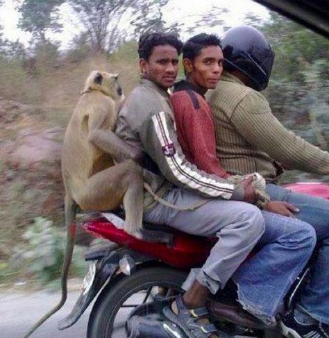 This group of bros just enjoying a motorcycle ride together. | 39 Indians You Wish You Knew In Real Life Orang India, Amazing India, Rage Comics, A Monkey, Monkeys Funny, Humor Grafico, We Are The World, Third World, صور مضحكة