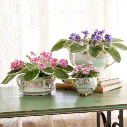 How to Grow African Violet Plants | Midwest Living Tropical Houseplants, Flowers In Pots, Garden Goals, African Violets Plants, Tropical Flower Plants, Succulent Gardens, Violet Plant, Variegated Plants, Succulent Care