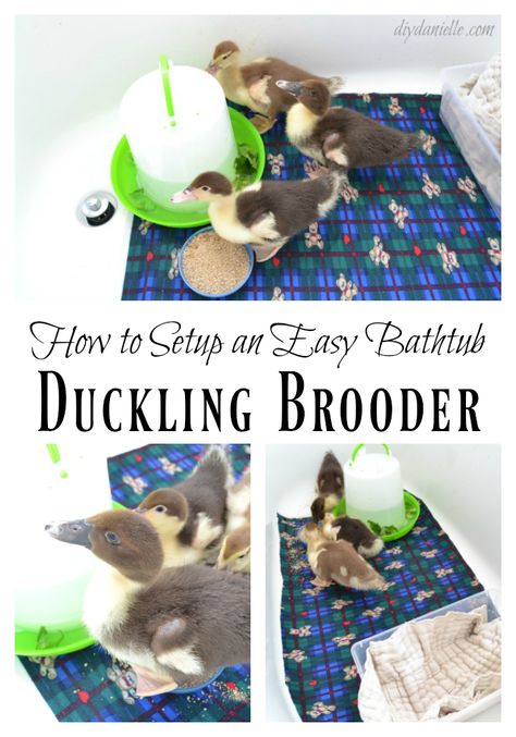 How to setup an ecofriendly duckling brooder in a spare bathtub. Duckling Brooder, Muscovy Ducklings, Keeping Ducks, Backyard Ducks, Duck Coop, Raising Ducks, Duck And Ducklings, Duck House, Dog Area