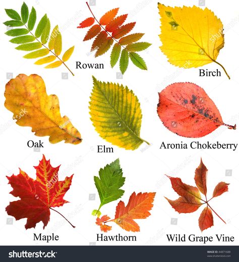 collection set of beautiful colored autumn leaves with name, close up , isolated on white background Tree Leaf Identification, Fall Leaves Tattoo, Leaves Name, Leaf Identification, Art Rooms, Autumn Leaves Art, Watercolor Leaf, Tree Identification, Leaf Images