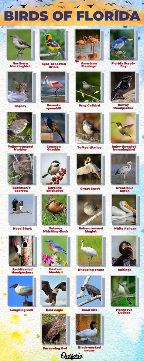 Florida Birds, Southern Things, Habitat Garden, Bird Identification, Community School, Downy Woodpecker, Burrowing Owl, Survival Skills Life Hacks, Wildlife Pictures