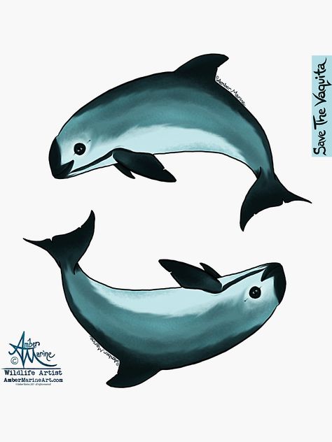 ""Spiraling" vaquita porpoise by artist Amber Marine (Copyright 2015) ~ vaquita art, critically endangered species " Sticker by AmberMarine | Redbubble Vaquita Porpoise, Endangered Species Art, Marine Wildlife, Animal Mugs, Extinct Animals, Wildlife Artists, Endangered Animals, Endangered Species, Art Challenge