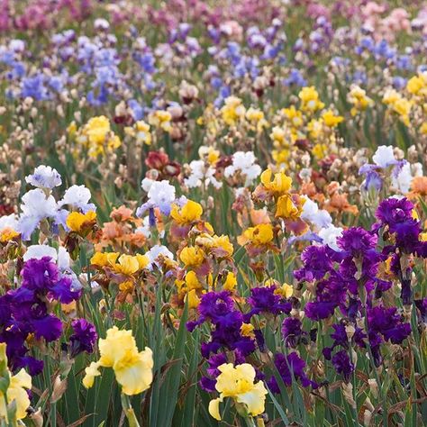 Photographer az Instagramon: „A field of colour - thousands of irises at Iris Cayeux, France. #Irises #Iris #FieldOfIrises #IrisesInFrance #cayeuxiris #cayeux…” Iris Field, Entrance Painting, Growing Irises, Van Gogh Irises, Shade Perennials, Tropical Drink, Perennial Garden, Shade Plants, Ornamental Grasses