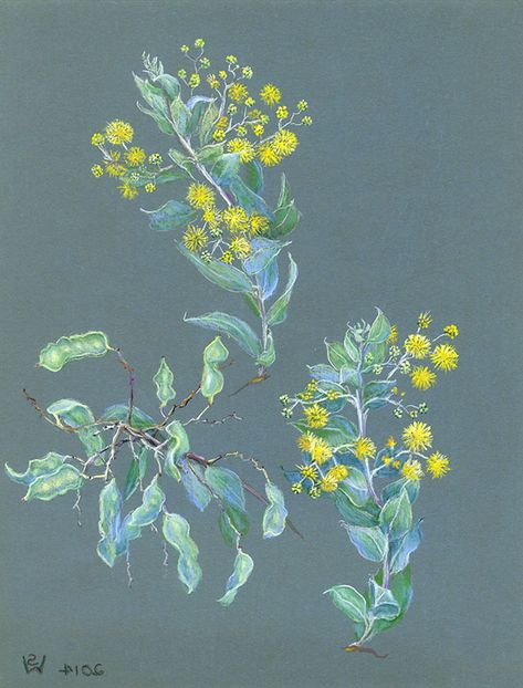 Susan Dorothea White Queensland Silver Wattle (Acacia podalyriifolia) and Seedpods 2014 pastel and conté on silicon carbide paper 28 x 22 cm by © Susan Dorothea White Silicon Carbide, Seed Pods, Queensland, Pastel, Map, Silver, White, Art