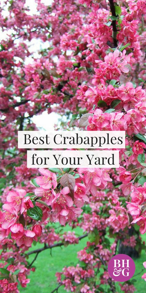 Check out our top picks for crabapple trees for your yard or garden! If you want pretty pink color, white flowers, rosy-red blooms, or large red fruits, there are ideas for everyone’s style. Each option is interesting and unique, and will be a great addition to your landscape. #trees #crabapple #garden Gardening Reference, Flowering Crabapple Tree, Gardening Knowledge, Flowering Crabapple, Grow Garden, Growing Ginger, Kitchen Gardens, Garden Goals, Landscaping Trees