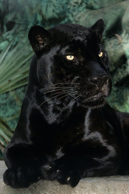 Black Panther or Jaguar (Panthera pardus) found from Mexico to Central and South America Black Panther, A Black, Panther, Wall, Green, Black