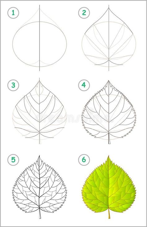 Linden Leaf, Crochet Filet, Flower Drawing Tutorials, Flower Art Drawing, Leaf Drawing, Floral Drawing, Draw Art, Plant Drawing, Nature Drawing