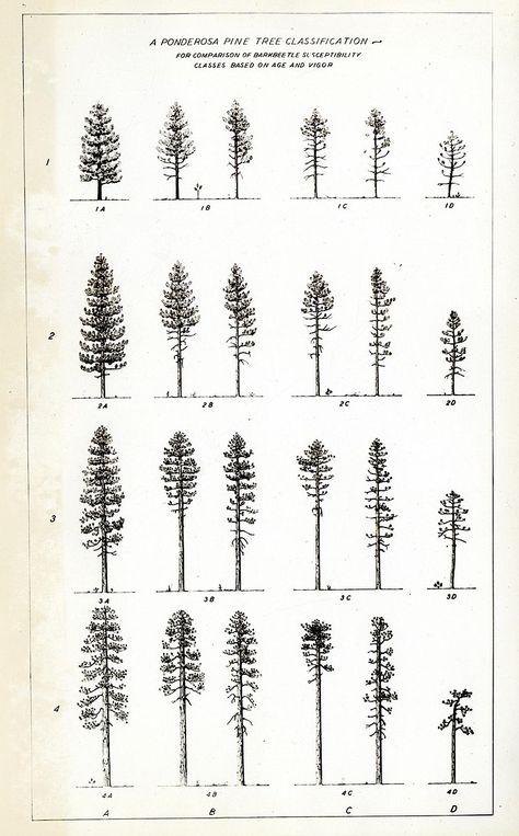 Ponderosa Pine Tree, Pine Tattoo, Pine Tree Drawing, Bark Beetle, Pine Tree Painting, Tree Tattoo Small, Chain Tattoo, Tree Of Life Painting, Pine Tree Tattoo