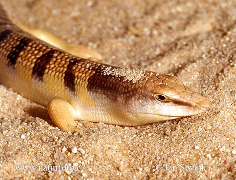 Sand Fish Sand Lizard, Fish Photos, Fish Images, Wildlife Pictures, Wildlife Photos, Nature Wildlife, Lizards, Animals Of The World, Nature Images