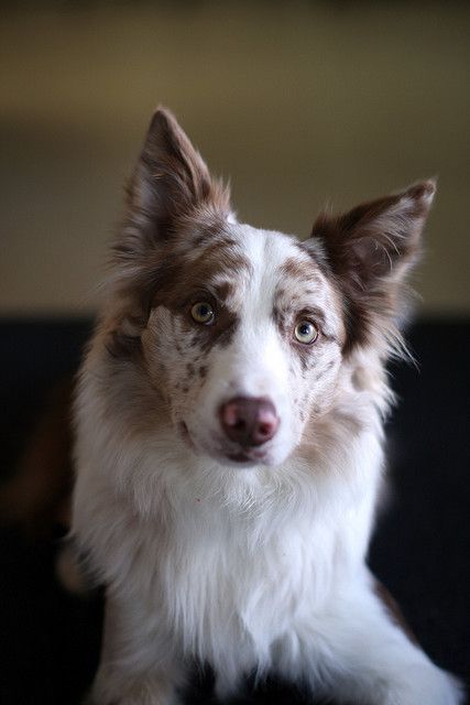 Red Merle and White Border Collie Red Merle Border Collie, Diet Program, Australian Shepherds, Herding Dogs, West Highland Terrier, Collie Dog, Dog Photography, Working Dogs, Baby Dogs