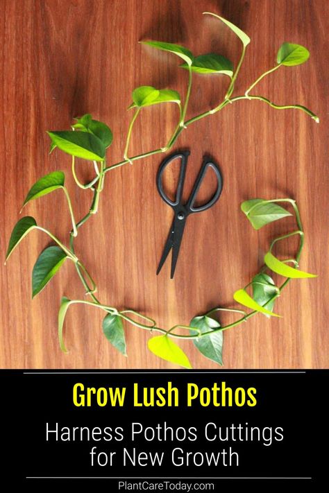 Propagating Pothos In Water, Pothos Propagation, Propagate Pothos, Pothos In Water, Plants From Cuttings, Pothos Plants, Rooting Hormone, Golden Pothos, Pothos Plant