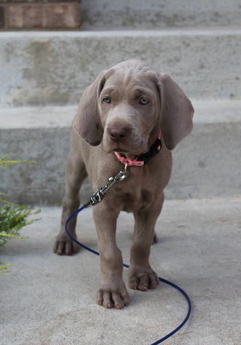 Stella, our Silver Grey Weimaraner Wiemeriner Dogs, Dog Pictures Funny, Dog Memes Funny, Dog Videos Funny, Big Dogs Breeds, Biggest Dog In The World, Funny Dog Signs, World Inspiration, Funny Dog Jokes