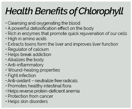 Chlorella Benefits, Benefits Of Chlorophyll, Chlorophyll Benefits, Help Plants Grow, Green Diet, Green Foods, Stronger Immune System, Holistic Remedies, Healing Food