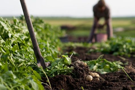 If sport is defined as all forms of physical exercise, then gardening is a sport, writes Mark Cullen. Depth Of Field Photography, Garden Spade, Gardening Zones, Farm Photography, Fields Photography, In Focus, Depth Of Field, Organic Farming, Plant Needs