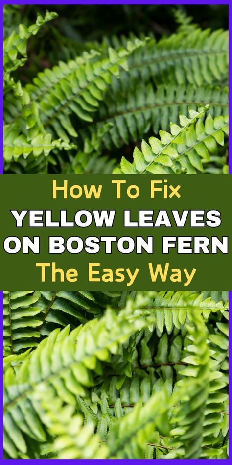 Boston fern yellow leaves, Boston fern care, Boston fern problems, Boston 
fern care tips, Boston fern watering, Boston fern sunlight, Boston fern 
fertilizer, Boston fern humidity, Boston fern pests, Boston fern diseases, 
LSI keywords: Fern leaf discoloration, Fern leaf yellowing, Fern plant 
care, Fern plant problems, Fern plant diseases Boston Fern, Nutrient Deficiency, Fern Plant, Beautiful Plants, Yellow Leaves, Fern, Outdoor Gardens, Turning, Boston