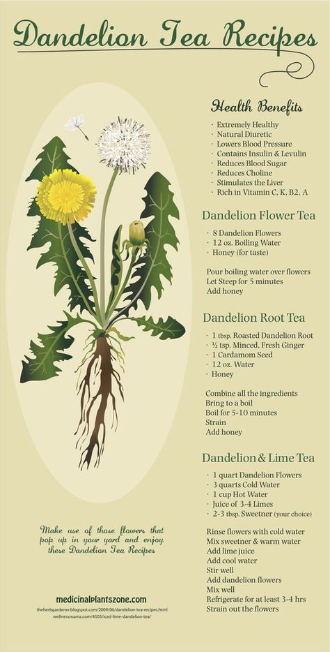 Jan Johnsen on Twitter: "Before you pour herbicide on your lawn...read this:  @gardentips @dandelions @sgaonline  @GardenConserve… " Dandelion Tea Recipe, Roasted Dandelion Root, Dandelion Root Tea, Lime Tea, Dandelion Tea, Natural Diuretic, Magia Das Ervas, Herbal Recipes, Dandelion Root