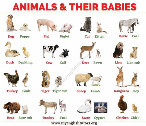 Baby Animals: List of Common Animals and Their Young Babies Young Ones Of Animals, Farm Animals List, Animals And Their Babies, Animals List, Animals And Their Homes, Animal Pictures For Kids, Animals Name In English, Animal Infographic, Baby Animal Names