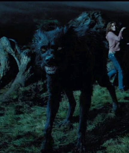 Sirius Black in dog form. Lupin Werewolf, Sirius Black Dog, Sirius Black Gary Oldman, Horror Gifs, Face Description, Harry Potter Dog, Harry Potter Sirius, Shifting Visuals, Wolf Movie