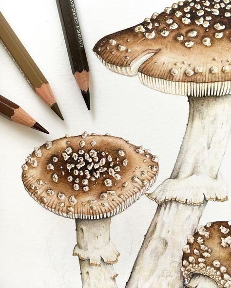 Big Mushroom, Fungi Illustration, Sepia Art, Mushroom Painting, Colored Pencil Art Projects, Fungi Art, Mushroom Paint, Mushroom Drawing, Colored Pencil Artwork