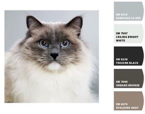 Paint chips using Siamese cat color palettes. Cat Color Palette, Ragdoll Cat Colors, Best Cat Breeds, Cat Breed, Message Boards, Ragdoll Cat, New Images, Cat Colors, Exterior House