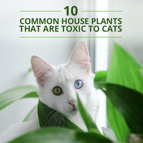 10 Common House Plants That Are Toxic to Cats Benadryl For Cats, Toxic To Cats, Toxic Plants For Cats, Common House Plants, Natural Pet Care, Cat Plants, Pet Advice, Cat Drinking, Cat Travel