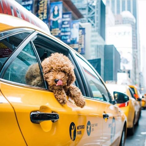 York Dog, Happy National Dog Day, Yellow Taxi, I Love Nyc, City Dog, New York City Travel, Nyc Trip, Nova York, I ❤ Ny