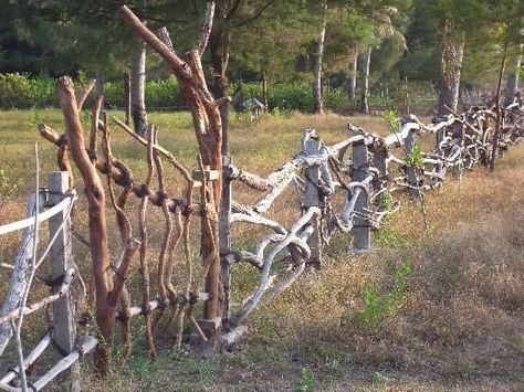 Fencing for all-terrain. Be sure to used cord that withstands UV and harsh weather. Can be tied to trees or whatever other verticle standards that might be available. Horizontal pieces can be any length. Driftwood Fence, Driftwood Bed, Garden Gates And Fencing, Garden Gate Design, Country Fences, Rustic Fence, Natural Fence, Living Fence, Gili Trawangan