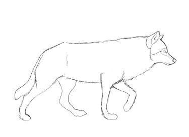 Drawing Reference Walking, Wolf Walk Cycle, Walking Sketch, Cartoon Wolf Drawing, Walking Drawing, Draw A Wolf, Drawing Wolf, Wolf Walking, Cartoon Wolf