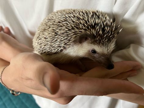 TXT Translations 📝 on Twitter: "#SOOBIN Weverse @TXT_members @TXT_bighit https://t.co/rpobtrPLPD" / Twitter Hedgehog Pet, Cute Hedgehog, First Time, On Twitter, Twitter