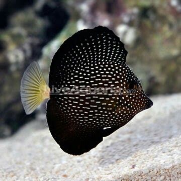 Gem tang Tang Fish, Saltwater Aquarium Fish, Fauna Marina, Life Under The Sea, Salt Water Fish, Ocean Floor, Saltwater Tank, Beautiful Sea Creatures, Marine Aquarium