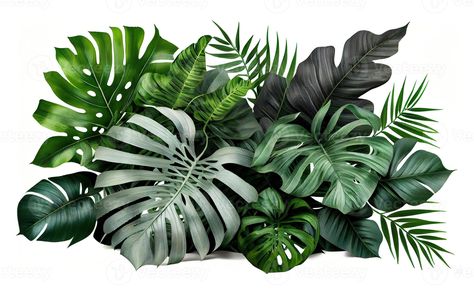 Tropical leaves foliage plant bush floral arrangement created with Tree Saw, Cityscape Photos, Foliage Plants, Logo Banners, Nature Backgrounds, Custom Illustration, Background Banner, Tropical Leaves, Floral Arrangement