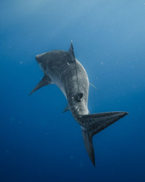 never a dull moment when it’s tiger season 🦈 @oceanoutfittershawaii #oahuhawaii #hawaii #tigershark #underwaterphotography #sharkdivehawaii #sharkdive #underwaterphotographer #hawaiilife Silly Sharks, Happy Shark, Shark Diving, Undersea World, Semi Realism, Underwater Photographer, Never A Dull Moment, Tiger Shark, Hawaii Life