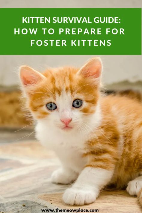 Animal Fostering, Fostering Cats, Kitten Fostering, Kitten Room, Cat Foster, Fostering Kittens, Kitten Lady, Kitten Training, Neonatal Care