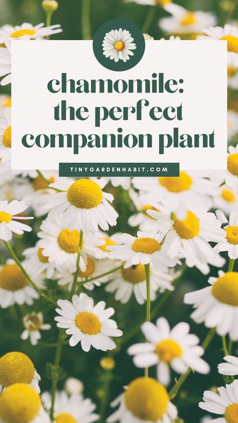 Discover the beauty of chamomile in your vegetable garden! 🌼💚 Uncover the secrets of companion planting that'll make your veggies thrive, and find your garden's perfect harmony. 🌱✨ Chamomile Companion Planting, Planting Chamomile, Herb Companion Planting, Chamomile Lawn, Garden Setup, Chamomile Plant, Garden Problems, Pest Prevention, Easy Vegetables To Grow