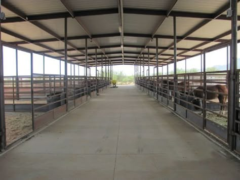 AZ Horse Barn Builder - Custom Equine Facilities / Curt Boyd Barns and Fencing Show Cattle Barn, Horse Stables Design, Horse Pens, Barn Layout, Barn Inspiration, Horse Farm Ideas, Cattle Barn, Barn Builders, Barn Stalls