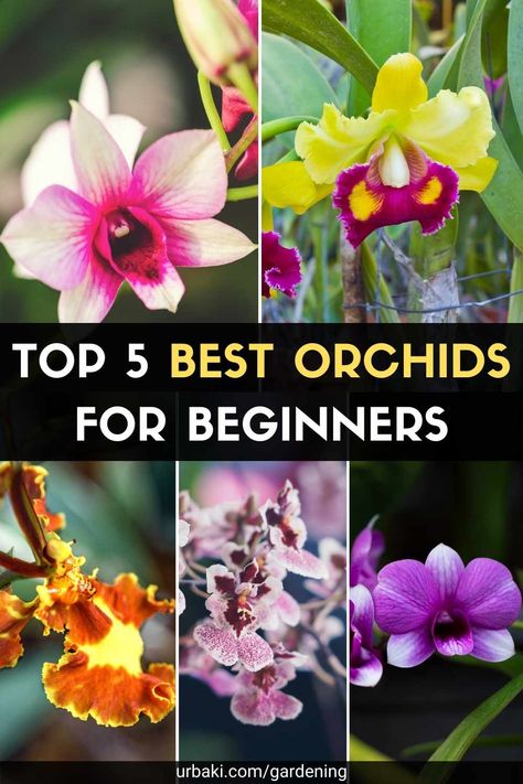 Caring For Orchids, How To Grow Orchids, Grow Orchids, Indoor Orchids, Orchid Fertilizer, Oncidium Orchids, Orchid Plant Care, Orchid Varieties, Jewel Orchid