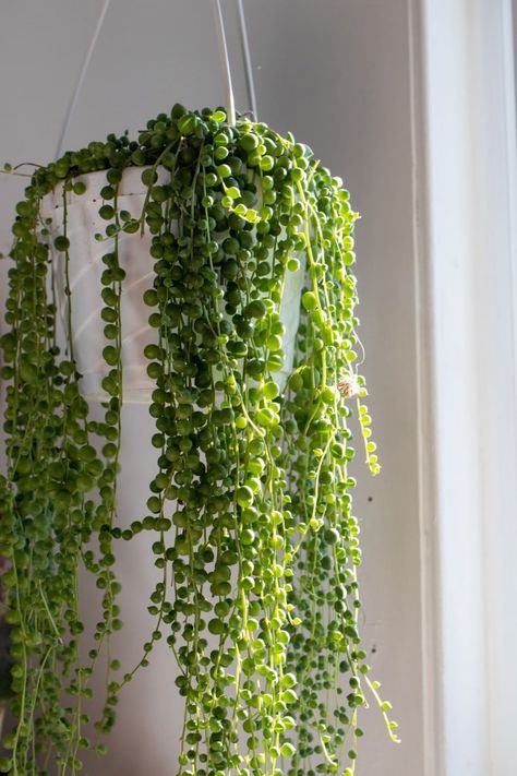 String Of Pearls Plant, Plant Goals, Custom Planters, Hanging Plants Indoor, Diy Plant Hanger, Plant Guide, Decoration Plante, Small White Flowers, Plant Aesthetic