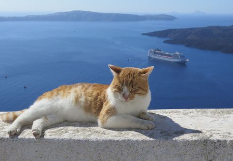 Greek Cats, Mia Vibes, Cats 101, Cat Landscape, Cat Island, Cat Brain, Cat Towers, Cat Photos, Cat Behavior