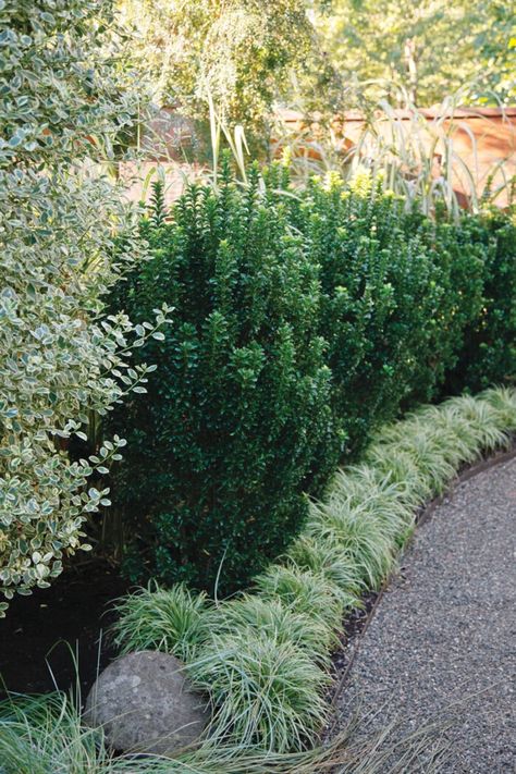 Interesting Broadleaf Evergreens for the Midwest - FineGardening Evergreen Landscape Front Yard, Hedges Landscaping, Evergreen Landscape, Fine Gardening Magazine, Low Maintenance Shrubs, Evergreen Hedge, Broadleaf Evergreen, Foundation Planting, Fine Gardening