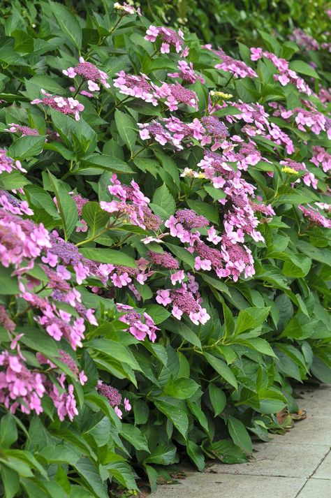 Lace Hydrangea, Hydrangea Plant Care, Lacecap Hydrangea, Hydrangea Plant, Coastal Plants, Mophead Hydrangea, Hydrangea Potted, Lace Cap Hydrangea, Hydrangea Varieties