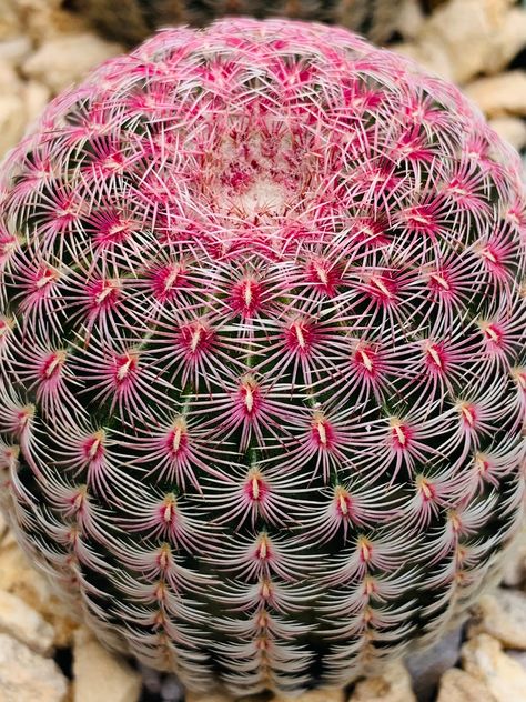 "You'll receive this exact plant or one similar to it. One of the most gorgeous and colorful cactus on earth. Echinocereus  rigidissmus rubrispinus (AKA rainbow hedgehog) cactus is truly a marble in nature. It's really this pink and loves to be in full sun when possible. You can keep this cactus in a small pot with fast  draining soil.  -Displayed in a 4\" pot This plant Ships bare root with little or no soil   We ship Monday - Friday and we are not responsible for any shipping carrier delays ca Hedgehog Cactus, Colorful Cactus, Monday Friday, In Nature, On Earth, Floral Rings, Soil, Cactus, Marble